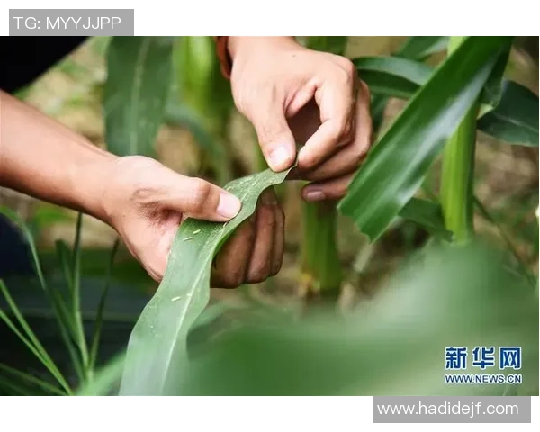 稻田足球：在乡村田野中绽放的青春梦想与团结精神